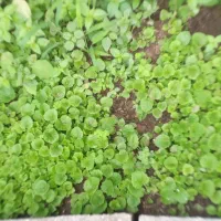 گل سینوره(گل عید)سبدی و شیتل