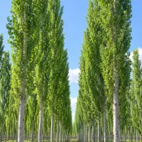 فروش عمده و جزئی نهال صنوبر آغ گواخ