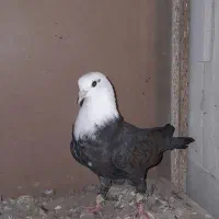 کلاغ کربلایی