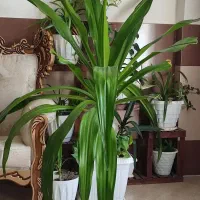 دوعدداشک ملکه بزرگ وسرحال دونه ای ۱۰۰۰۰۰۰