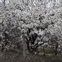فروش ویلایی سه خواب ، خلخال شهرک دانش شهریار یک
