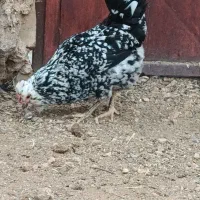 گلین مرغ|حیوانات مزرعه|سمیرم, |دیوار