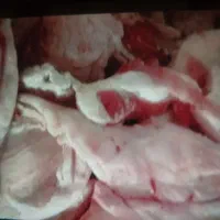 چربی گوسفندی تازه مخصوص کبابی  و رستورانها