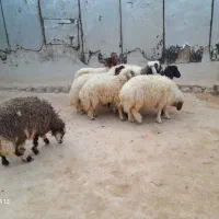 ده راس بره تمام پروار بتنی