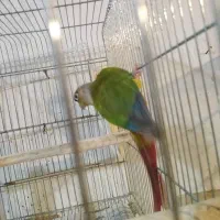 گرینچیک نر|پرنده|رشت, بازار|دیوار