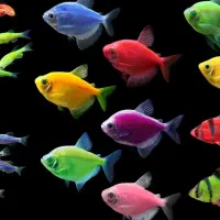 فروش انواع ماهی اکواریوم و لوازم جانبی
