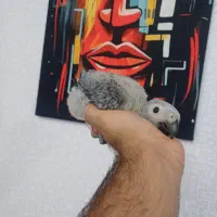 جوجه کاسکو پرورش داخل حلقه پا شاه تخم استثنایی|پرنده|تهران, هفت چنار|دیوار