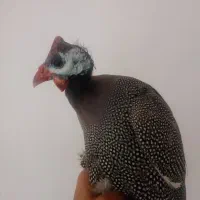 مرغ شاخدار نر