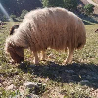 قوچ|حیوانات مزرعه|معمولان, |دیوار