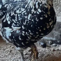 تخم مرغ نطفه دار گلین