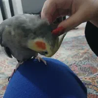 دستی وسخنگو