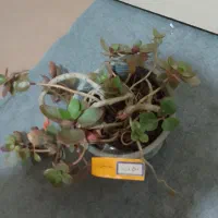 گل و گیاه