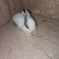 خرگوش مینیاتوری دوماهه