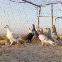 کفتر گرفتنی. همه باهم