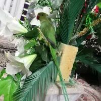 شاه طوطی سبز