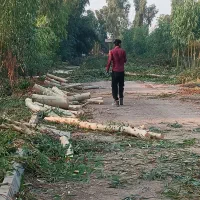 خرید انواع چوب