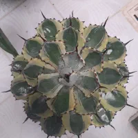 آگاو کلکسیونی