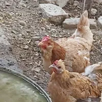مرغ وخروس گلین تخم گذار ریش