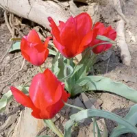 فلاکس مشکی بادرب آبی