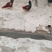 خروس|حیوانات مزرعه|کوهدشت, |دیوار