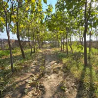 برجاده گنبد مینودشت زمین باغ۳/۷۰۰میلیارد