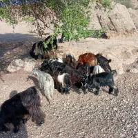 ۱۵تابیگ|حیوانات مزرعه|شوشتر, |دیوار