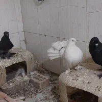 کبوتر کفتر سفید پاپر دم چتری پرپا توافقی|پرنده|مشهد, آیت الله خامنهای|دیوار