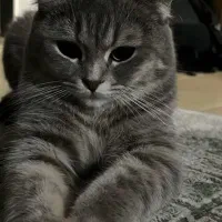 واگذاری رایگان اسکاتیش فولد|گربه|بروجرد, |دیوار