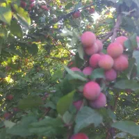نیلک درجه یک ترش