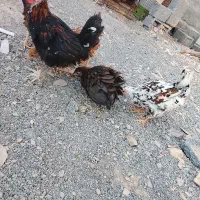 خروس و مرغ جوان|حیوانات مزرعه|بیرجند, |دیوار