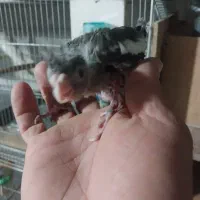 عروس هلندی جوجه سرلاکی|پرنده|آق قلا, |دیوار