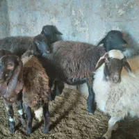 گوسفند جوان سه تا میش و یکی بره پارسال|حیوانات مزرعه|گنبد کاووس, |دیوار