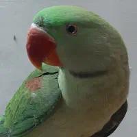 خرید و فروش کاسکو شاه طوطی ملنگو