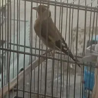 سهره نر درجه یک|پرنده|فردیس, شهرک ۱۱۰|دیوار