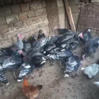 بوغ فروش|حیوانات مزرعه|زمکان, |دیوار