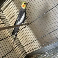 کی طوطی عروس میخره سالم ،بالغ نر و ماده دوتا مونده
