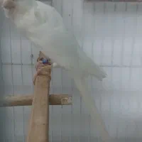 قناری رسمی نر|پرنده|قائم‌شهر, |دیوار