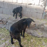 فرقشم فروش کهره جمولی آغوسی خانگی شهری و هم تک زهی