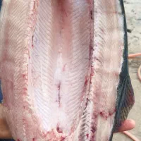 قزل آلای پرورشی لرستان