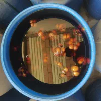 سیر ترشی ۷ ساله