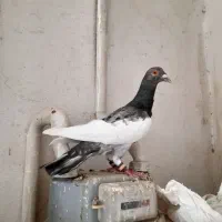 یهودی هفت رنگ نر خوش تیپ