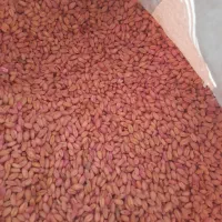 فروش گندم توخوملوخ