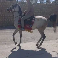 مادیان درشت سر دم گیز