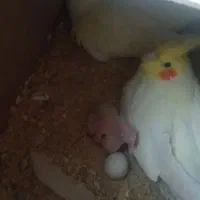 عروس هلندی مولد لوتینو