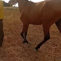 هر کس این اسب پیدا کند شیرینی خوبی خواهم داد