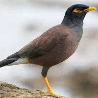 مرغ مینا ماده مولد