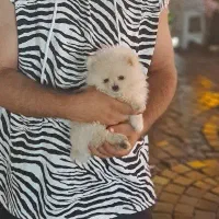 سگ پامر روباهی۲ماهه|سگ|بندر ماهشهر, |دیوار