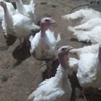 دو جفت بوقلمون سه ماهه