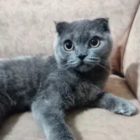 گربه اسکاتیش فولد اصل