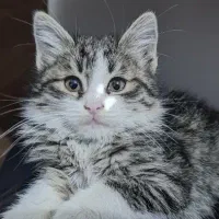 واگذاری گربه میکس بریتیش